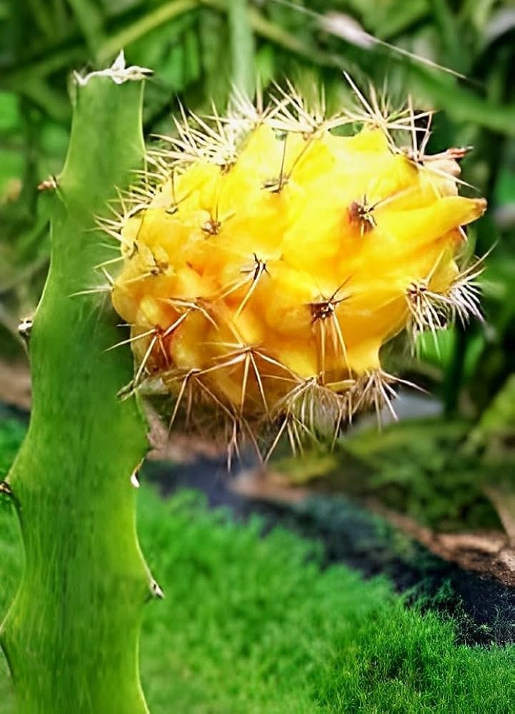 Dragon Fruit Yellow (પીળું ડ્રેગન ફ્રૂટ)